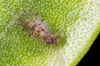 Un Psoque (Psocoptre - Ectopsocidae - Ectopsocus petersi)